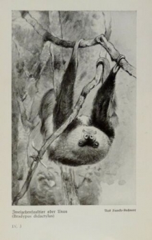 1926 - Zweizehenfaultier / Ameisenbär - alter Druck